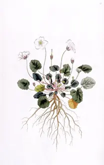 Geranium: Geranium Reichardi