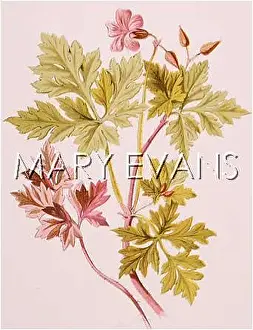 Robertianum: GERANIUM ROBERTIANUM