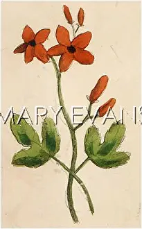 Robertianum: GERANIUM ROBERTIANUM