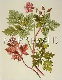 Robertianum: GERANIUM ROBERTIANUM