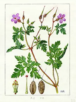 Commonly: Geranium robertianum - herb robert