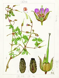 Everard: Geranium robertianum maritimum