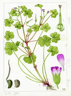 Everard: Geranium rotundifolium - crane's-bill