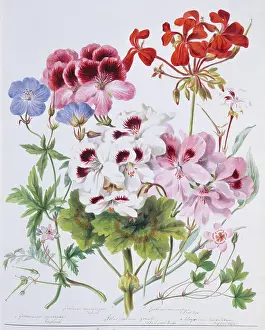 Twining: Geranium sp. geranium