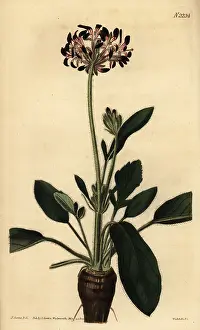 Pelargonium: Geranium species, Pelargonium dioicum