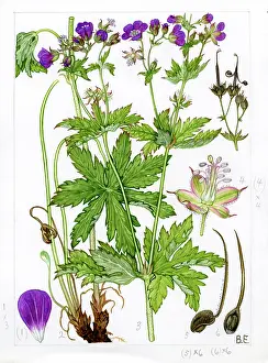 Everard: Geranium sylvaticum - wood cranesbill
