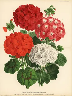 Cygne: Geranium varieties, Pelargonium hybridum