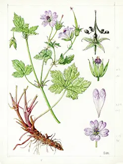 Gwen: Geranium versicolour - cranesbill