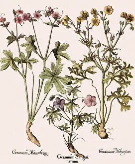 Geranium: Geraniums and Assorted Flowers