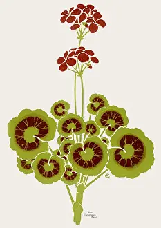 Geraniums: Geraniums Design
