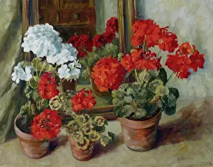 Geranium: Geraniums and Mirror ? pots of red and white