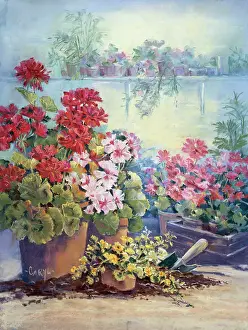 Trowel: Geraniums in pots with trowel etc