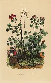 Ichneumon: Geraniums and wasp