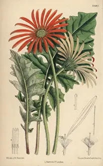 Hand Coloured: Gerbera jamesoni, orange flower native to the Transvaal