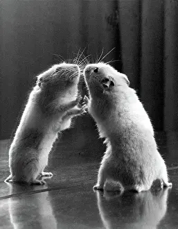 Gerbil: Gerbil looking at its reflection in a mirror