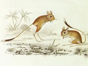 Kangaroo: Gerbua (Dipus gerboa)