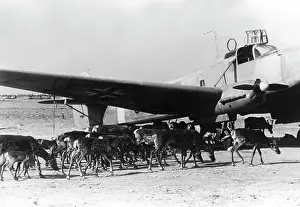 Wulf: German airplane in Finland, 1941
