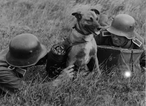 Panier: GERMAN ARMY DOG COURIER