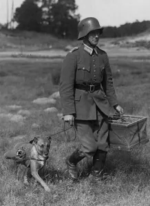 Panier: German army dog courier