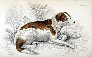 Boarhound: GERMAN BOARHOUND