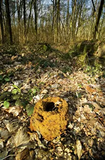Rusted: German Bunker In Shrewsbury Forest