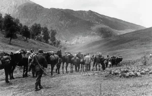 Mules: German caravan of pack animals in the Caucasus, 1942