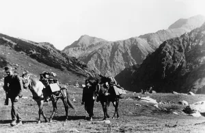 Flak: German caravan of pack animals in the Caucasus, 1942