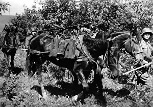 Troopers: German cavalry on the Eastern Front, 1942
