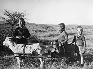 Angora: German children in Namibia, 1935