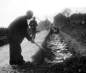 Nordhausen: A German civilian helps bury some of the ?