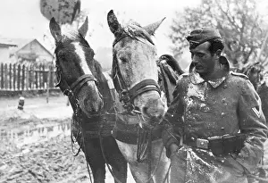 Fully: German Coachman Standing Next to his Horses, 1941