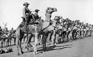 Camels: German Colonial Army, 1916