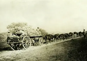 Tribes: German colonial troops with ox cart in German