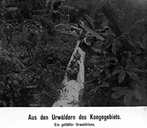 Historically: The German colony of Cameroon, 1911