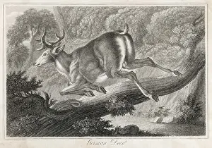 Leaps: GERMAN DEER LEAPING