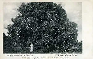 Mango: German East Africa - a Mango Tree full of fruit