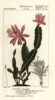 Multiflora: German empress cactus, Disocactus phyllanthoides