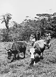 Demographics: German expatriates in Brazil, 1939