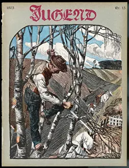 Birches: German farmer pruning his birch trees