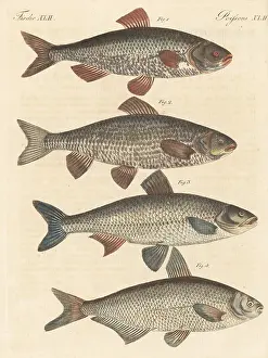 Engraved Plates: German fresh-water fish species