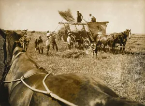 Koog: German harvest 1937