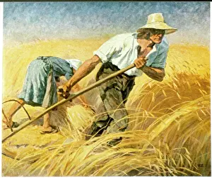 Scorching: GERMAN HARVEST SCENE