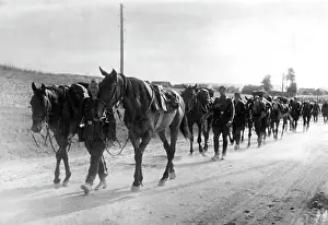 Horsemen: German horsemen on the Eastern Front, 1941