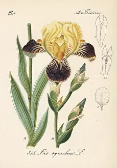 Germanica: German iris, Iris germanica