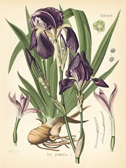 Germanica: German iris, Iris germanica