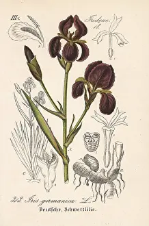 Germanica: German iris, Iris germanica