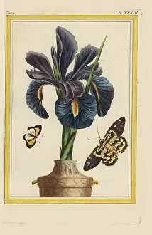 Chinoiserie: German iris, Iris x germanica