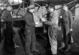 Packed: German naval aviators with pigeons, 1917