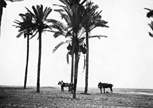 Palms: German officers at the oriental front, 1917
