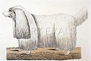 Corded: GERMAN POODLE CORDED